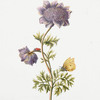Anemone VI 'Clodina'.