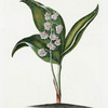Lilium convalium I 'Gesülle Maÿenblume'.