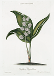 Lilium convalium I 'Gesülle Maÿenblume'.