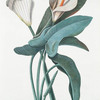 Calla Aethiopica. [Calla lily; Arum lily; White arum; Lily OF the Nile; Trumpet lily]