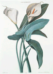 Calla Aethiopica. [Calla lily; Arum lily; White arum; Lily OF the Nile; Trumpet lily]