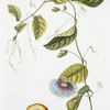 Granadilla VI 'Passiflora serrafolia' [Passion flower]