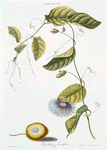 Granadilla VI 'Passiflora serrafolia' [Passion flower]