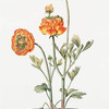 Ranunculus XII 'Aurora'. [Buttercup, deep yellow marked with scarlet]