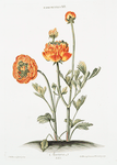 Ranunculus XII 'Aurora'. [Buttercup, deep yellow marked with scarlet]