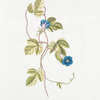 Convolvulus I 'Bleu Turquin' [Bindweed]