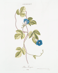 Convolvulus I 'Bleu Turquin' [Bindweed]