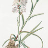Tuberosa I.