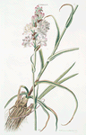 Tuberosa I.