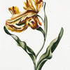 Tulipa XXIII. [Tulip XXIII]