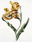 Tulipa XXIII. [Tulip XXIII]