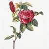 Camellia I = Tsabekki, frutex flore roseo, fructu pyriformi tricocco. [Camellia Tsubaki]