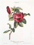 Camellia I = Tsabekki, frutex flore roseo, fructu pyriformi tricocco. [Camellia Tsubaki]