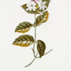 Iasminum II = Jasminum sive Sambach, Arabum Alpini. {Arabian jasmine Jasmine