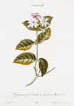 Iasminum II = Jasminum sive Sambach, Arabum Alpini. {Arabian jasmine Jasmine