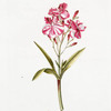 Oleander I = Nerium Indicum, latifolium, floribus odoratis plenis. [Indian Oleander]