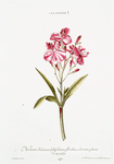 Oleander I = Nerium Indicum, latifolium, floribus odoratis plenis. [Indian Oleander]