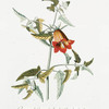 Campanula I = Campanula Canariensis, atriplicis folio, tuberosa radice. [Bell flower from the Canary Isles]