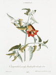 Campanula I = Campanula Canariensis, atriplicis folio, tuberosa radice. [Bell flower from the Canary Isles]