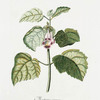 Martynia I = Martynia annua. [una de gato ;devil's claw, iceplant, small-fruit devil's claw, tiger's-claw]