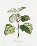 Martynia I = Martynia annua. [una de gato ;devil's claw, iceplant, small-fruit devil's claw, tiger's-claw]