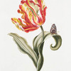 Tulipa XXIV 'Parquit monstre'. [Parrot Tulip]