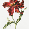 Tulipa XXV 'Le Perroquet monstre rouge'. [Large Red Parrot Tulip]