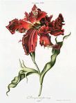 Tulipa XXV 'Le Perroquet monstre rouge'. [Large Red Parrot Tulip]
