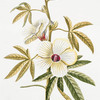Ketmia I. [Hibiscus]