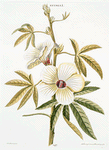 Ketmia I. [Hibiscus]