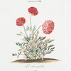 Ranunculus XIII. [Buttercup]