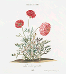 Ranunculus XIII. [Buttercup]