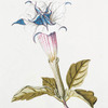 Stramonium II. [Datura. Devil's Apple. Jamestown-weed. Jimson-weed. Stinkweed. Devil's Trumpet]