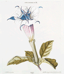 Stramonium II. [Datura. Devil's Apple. Jamestown-weed. Jimson-weed. Stinkweed. Devil's Trumpet]
