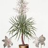 Drachenblutbaum = Yucca draconis = Aloe Americana. [American aloe]