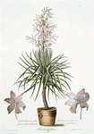 Drachenblutbaum = Yucca draconis = Aloe Americana. [American aloe]