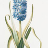 Hyacinthus XX 'L'Odorisérante. [Sweet smelling Hyacinth]