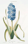 Hyacinthus XX 'L'Odorisérante. [Sweet smelling Hyacinth]