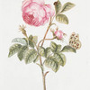 Rosa XI 'La Reine des fleurs'. [Rose, the Queen of Flowers]