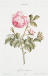 Rosa XI 'La Reine des fleurs'. [Rose, the Queen of Flowers]