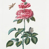 Rosa XII. {Rose