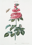 Rosa XII. {Rose