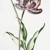 Tulipa XXV 'King Georg' [Tulip XXV]