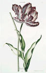 Tulipa XXV 'King Georg' [Tulip XXV]
