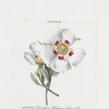 Cistus I = Cistus, ladanifera, Hispanica, salicis folio, flore albo macula puuicanle insignito. [Crimson Spot Rockrose]