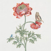 Anemone VII 'La Riche'.