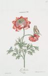 Anemone VII 'La Riche'.