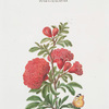 Punica Granatum I 'Le Grenadier'. [Pomegranate flower]