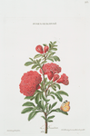 Punica Granatum I 'Le Grenadier'. [Pomegranate flower]