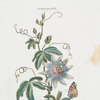 Granadilla VII. [Passion flower]